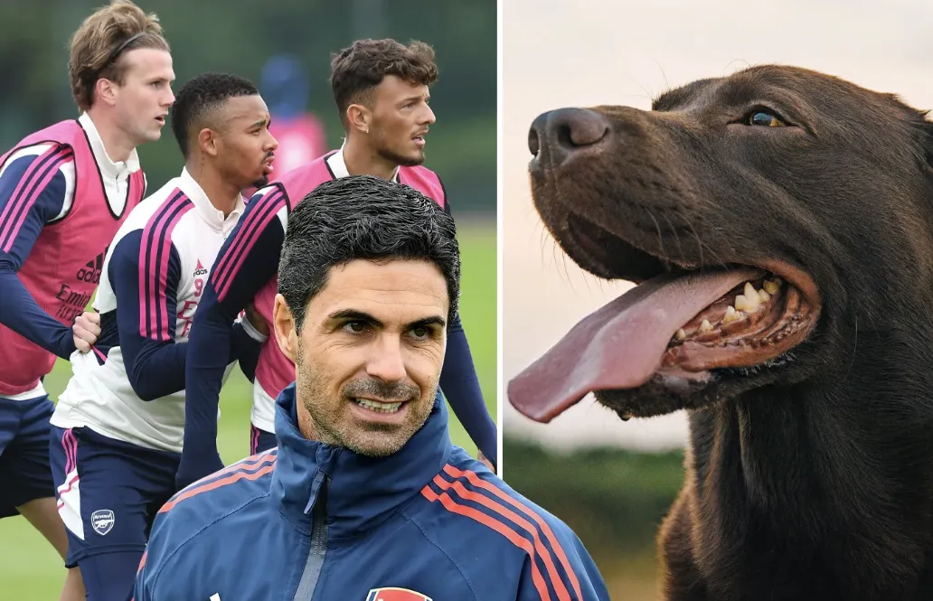 The Bonding Power of Four-Legged Friends